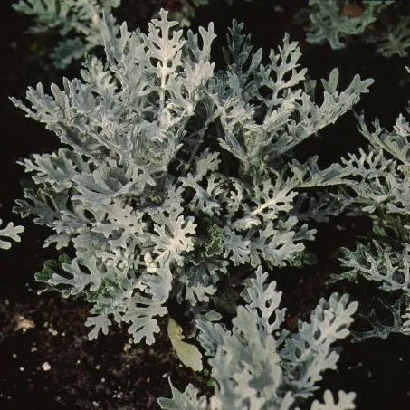 thumbnail for publication: Senecio cineraria Dusty Miller